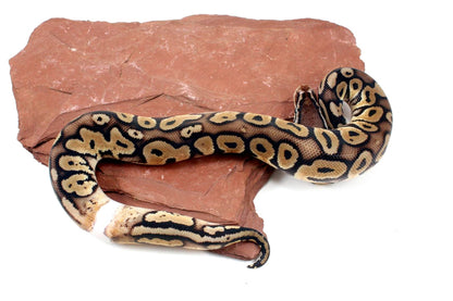 Pastel Het Red Axanthic Ringer Ball Python All Reptiles