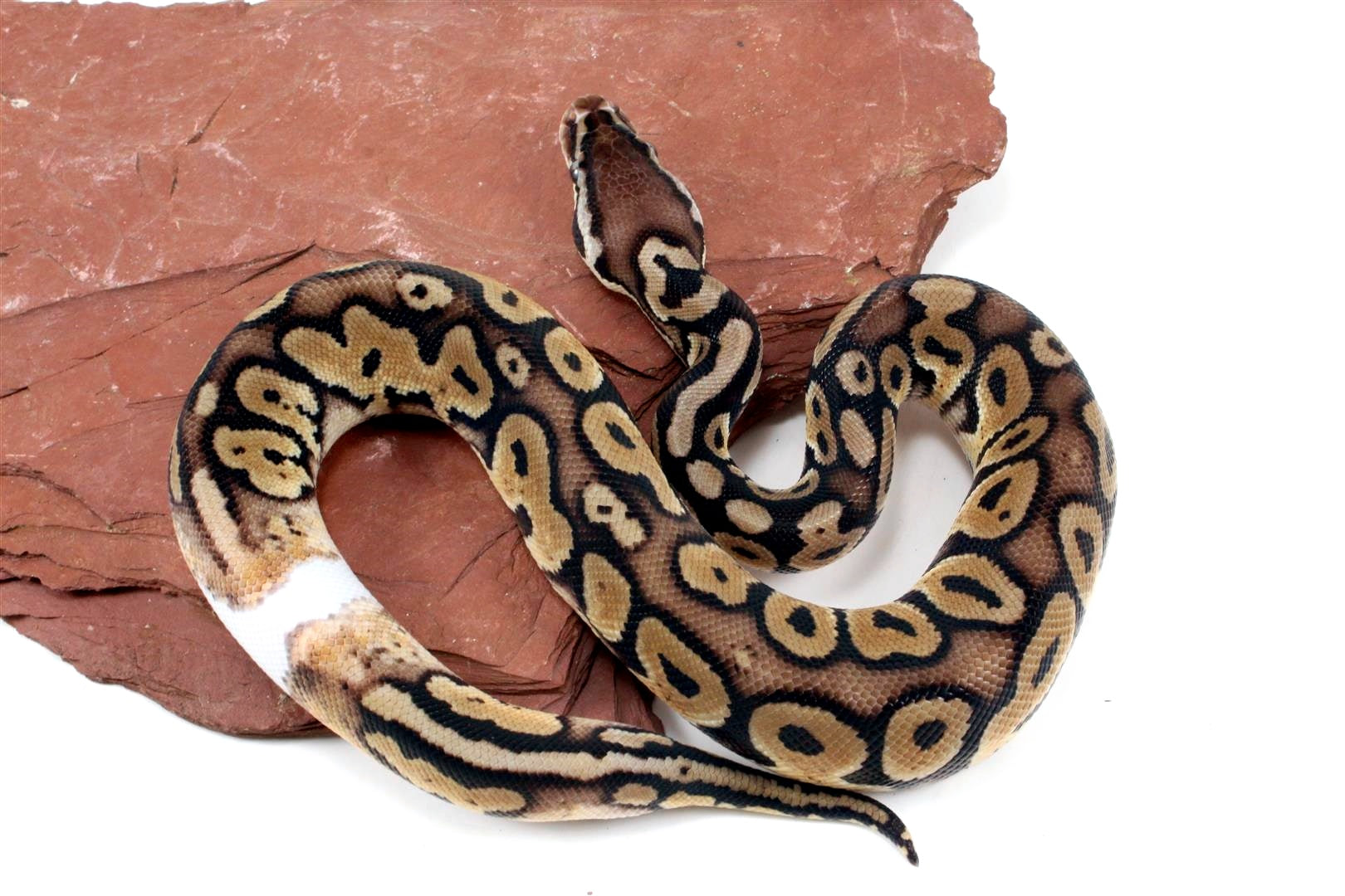 Fire Ball Python - All Reptiles