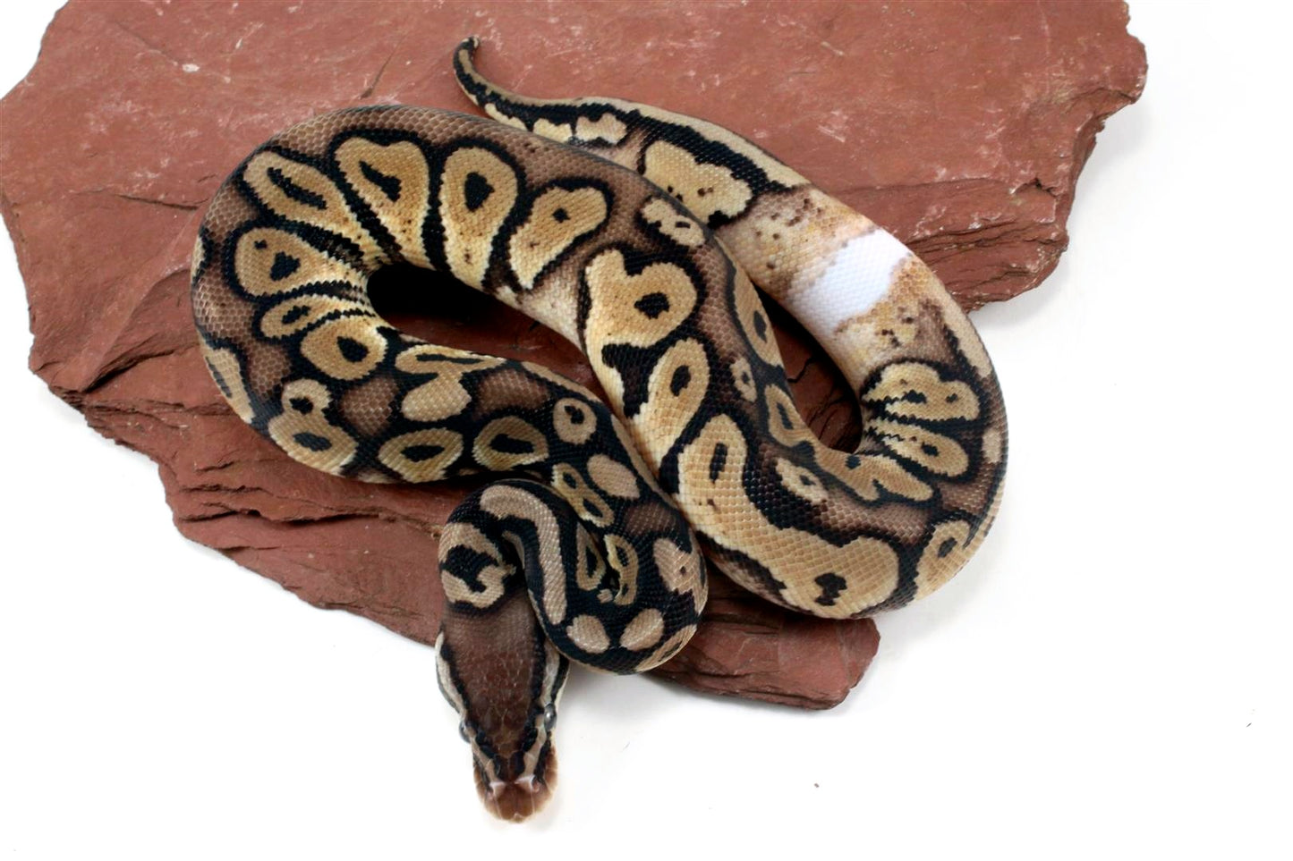 Pastel Het Red Axanthic Ringer Ball Python All Reptiles