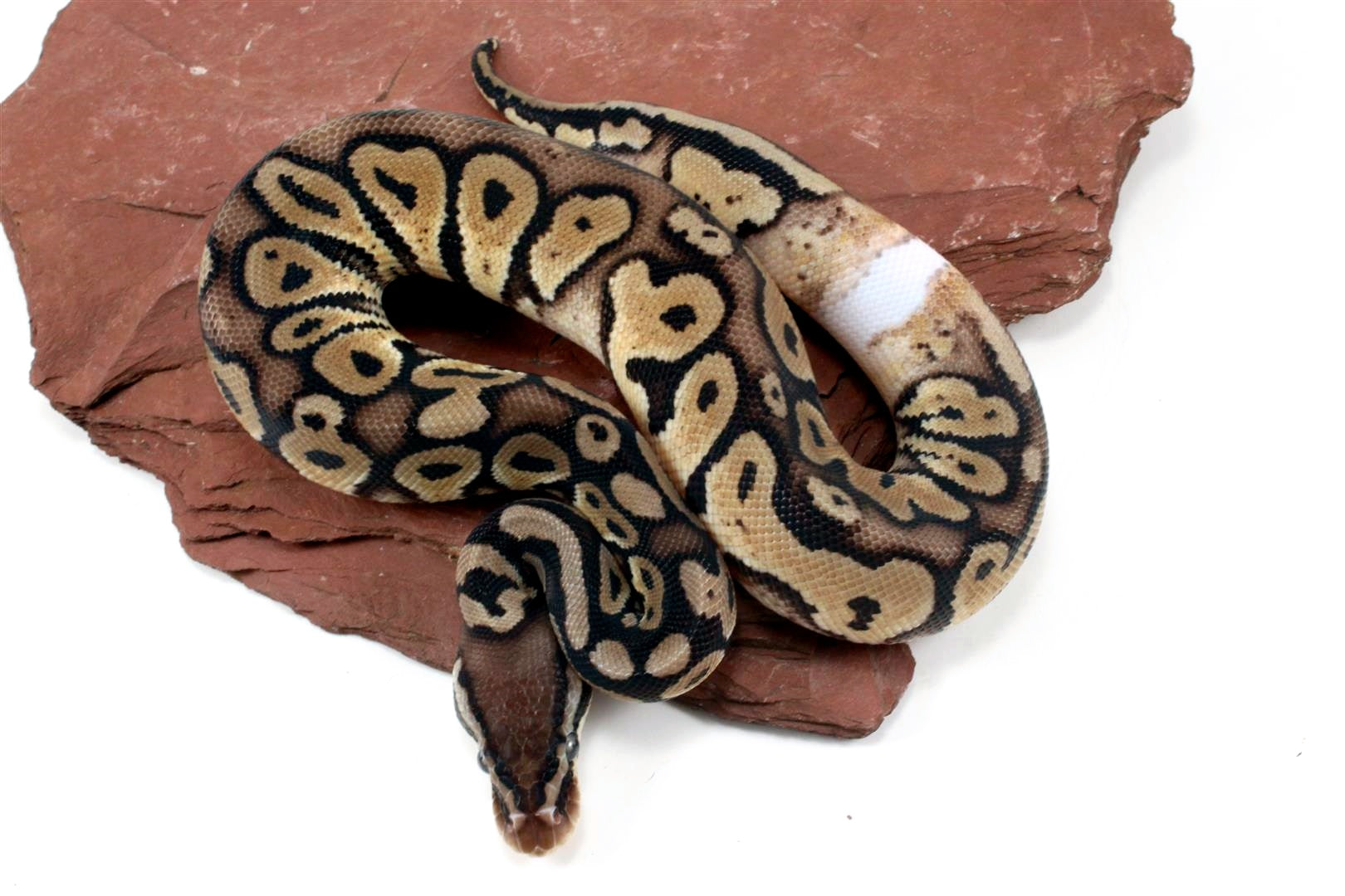 Pastel Het Red Axanthic Ringer Ball Python All Reptiles