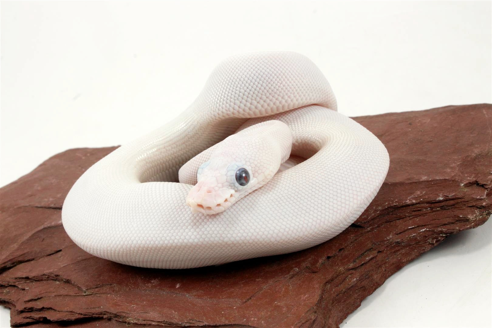 Blue Eye Leucy (Super Lesser) Ball Python All Reptiles