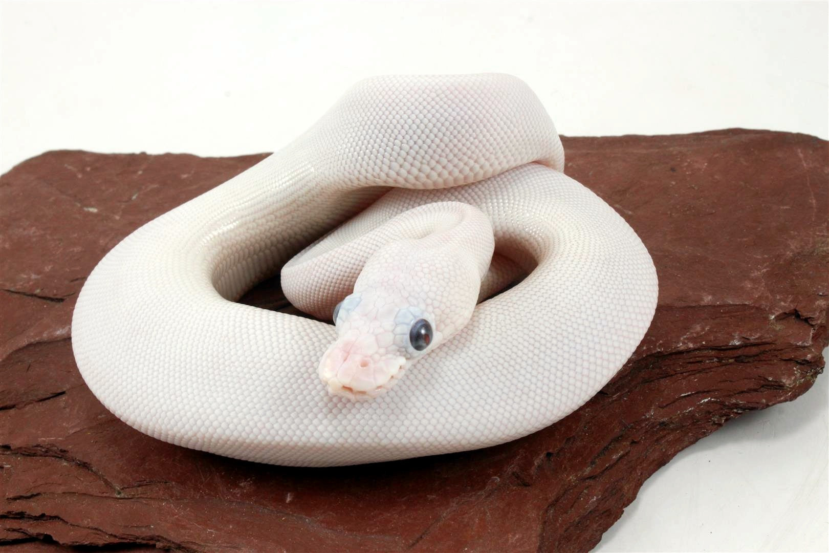 Blue Eye Leucy (Super Lesser) Ball Python All Reptiles