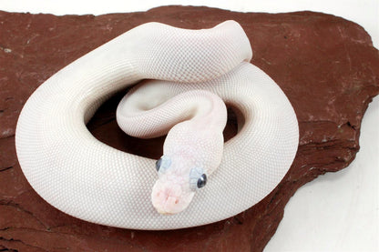 Blue Eye Leucy (Super Lesser) Ball Python All Reptiles