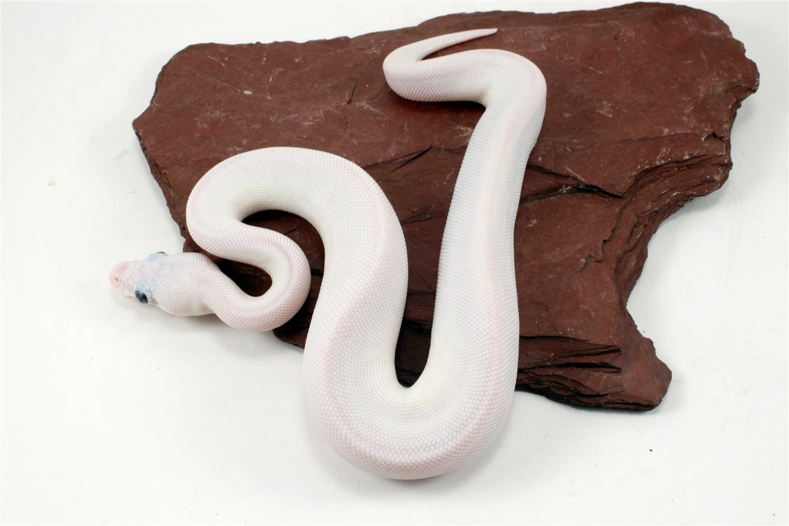 Blue Eye Leucy (Super Lesser) Ball Python All Reptiles