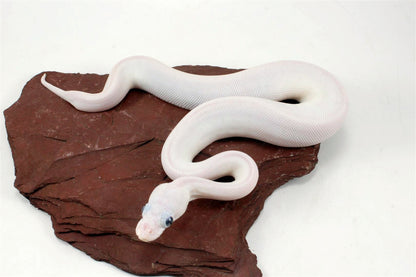 Blue Eye Leucy (Super Lesser) Ball Python All Reptiles