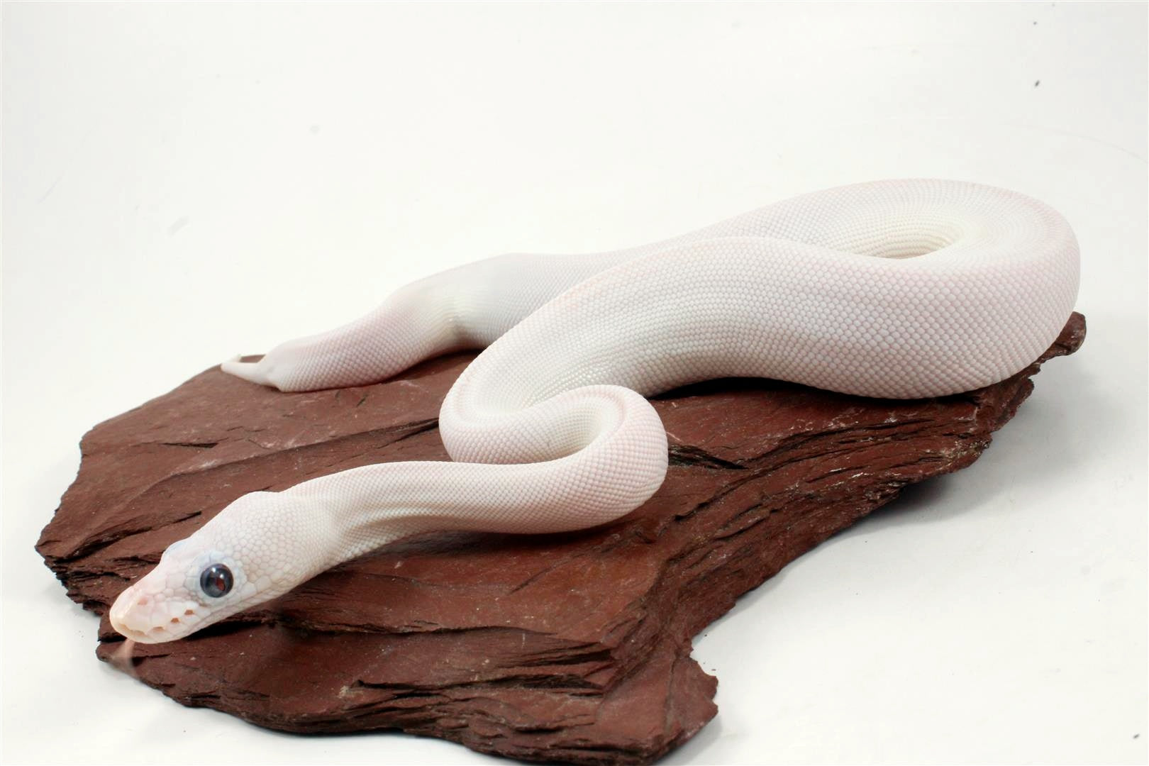 Blue Eye Leucy (Super Lesser) Ball Python All Reptiles