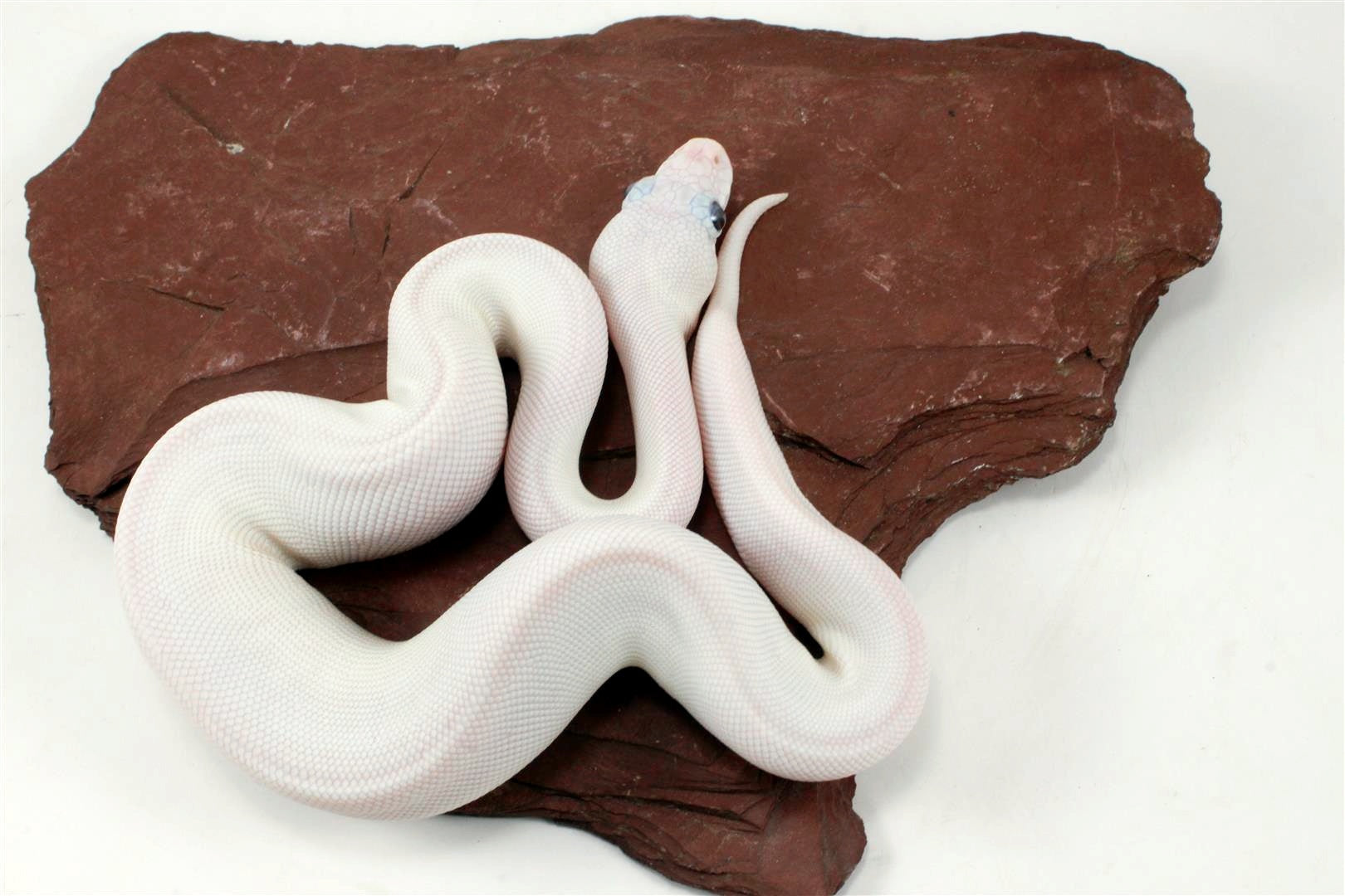 Blue Eye Leucy (Super Lesser) Ball Python All Reptiles