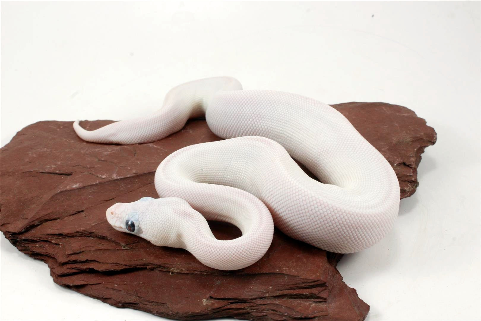 Blue Eye Leucy (Super Lesser) Ball Python All Reptiles