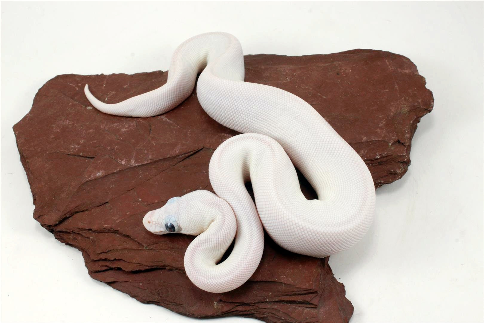 Blue Eye Leucy (Super Lesser) Ball Python All Reptiles