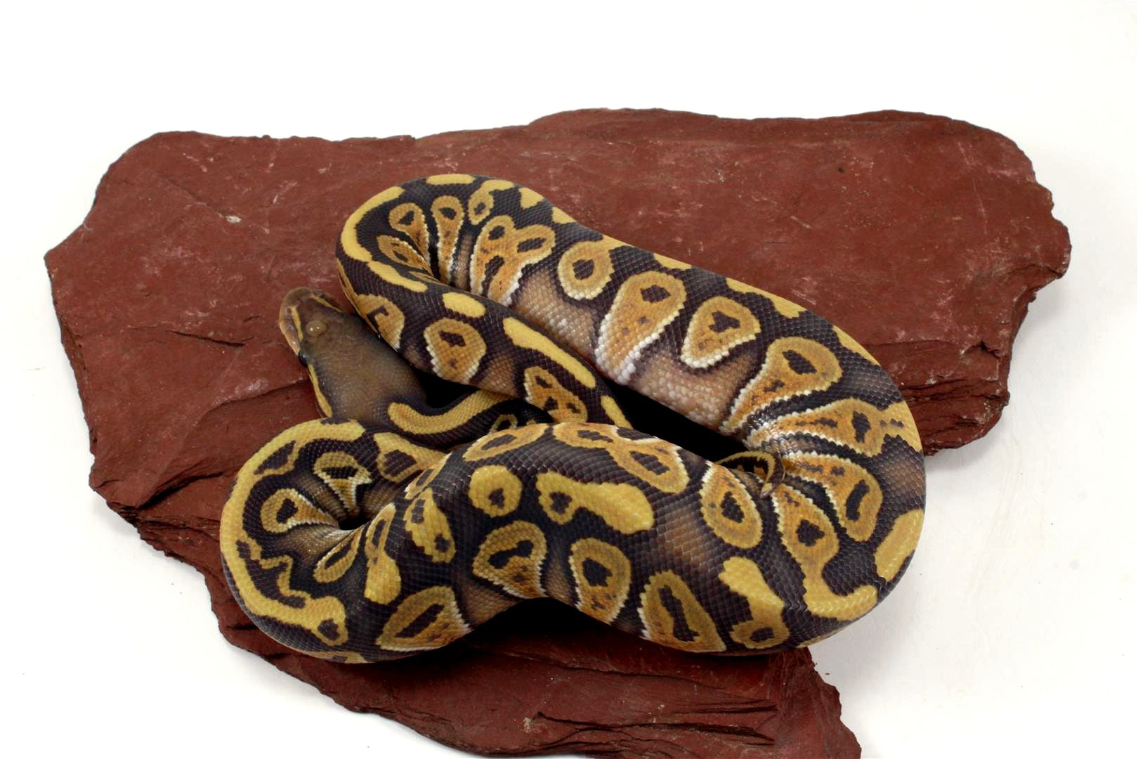 Hypo Phantom Ball Python All Reptiles