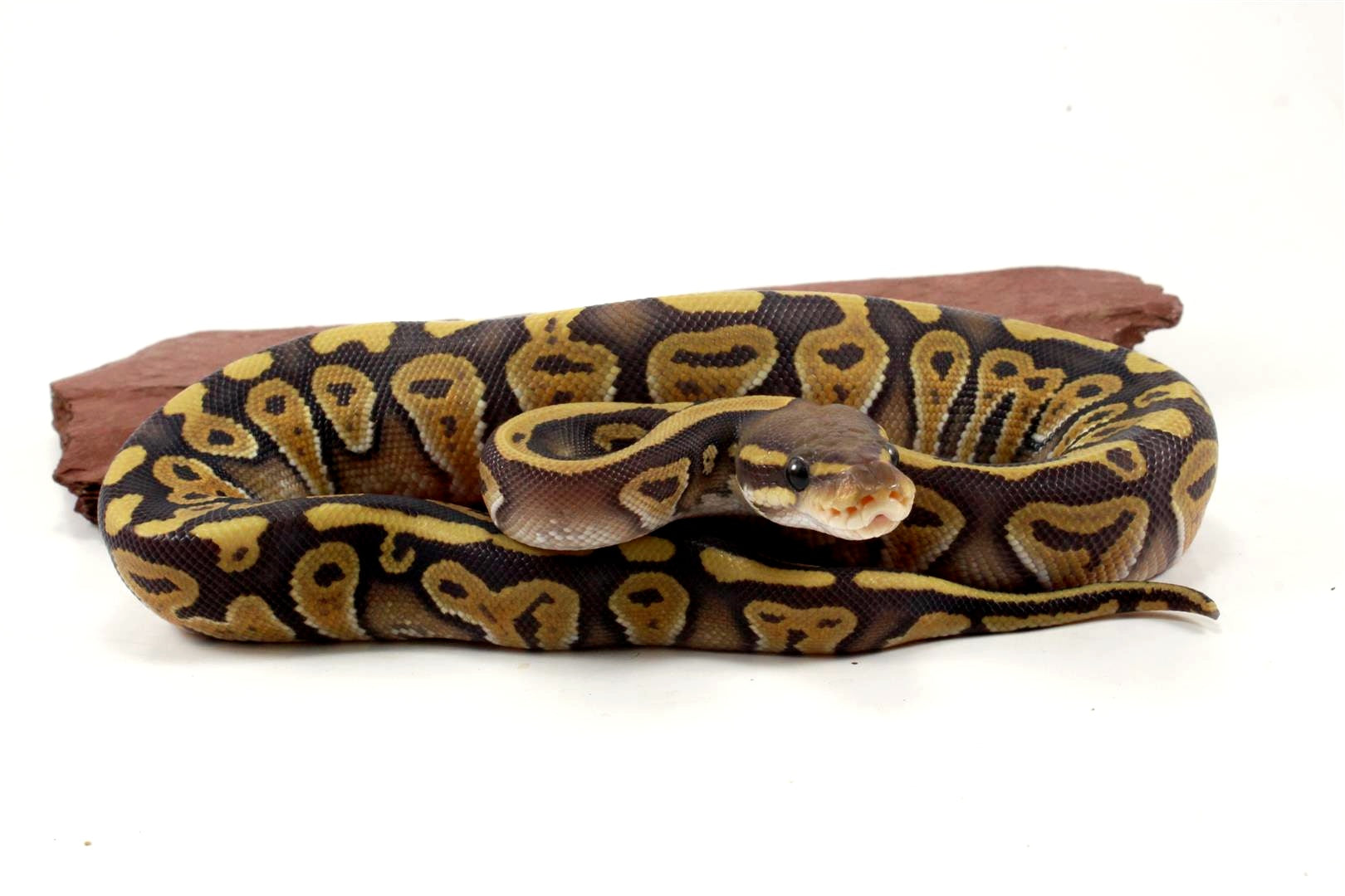Hypo Phantom Ball Python All Reptiles