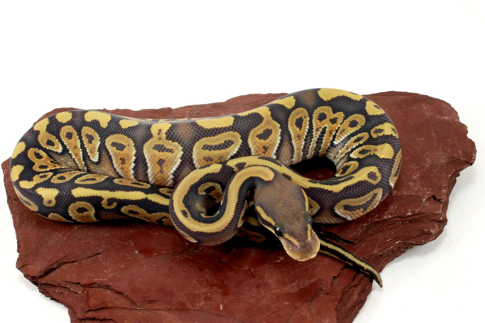 Hypo Phantom Ball Python All Reptiles