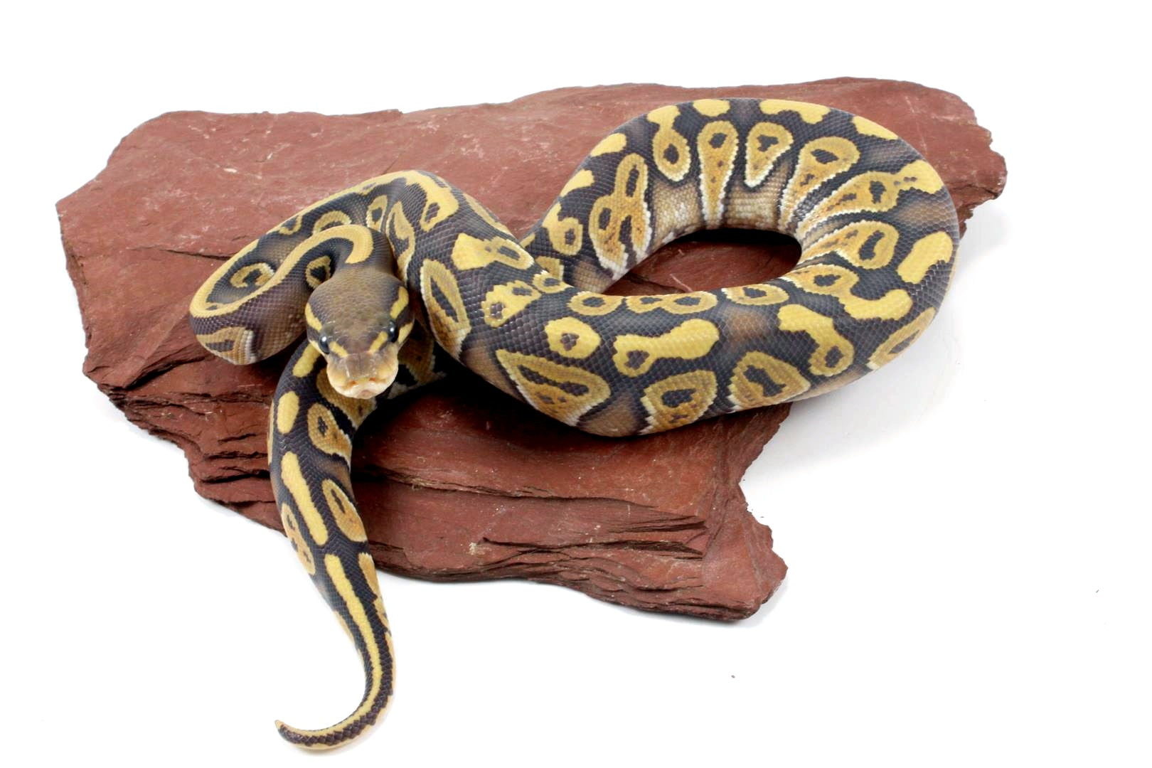 Hypo Phantom Ball Python All Reptiles