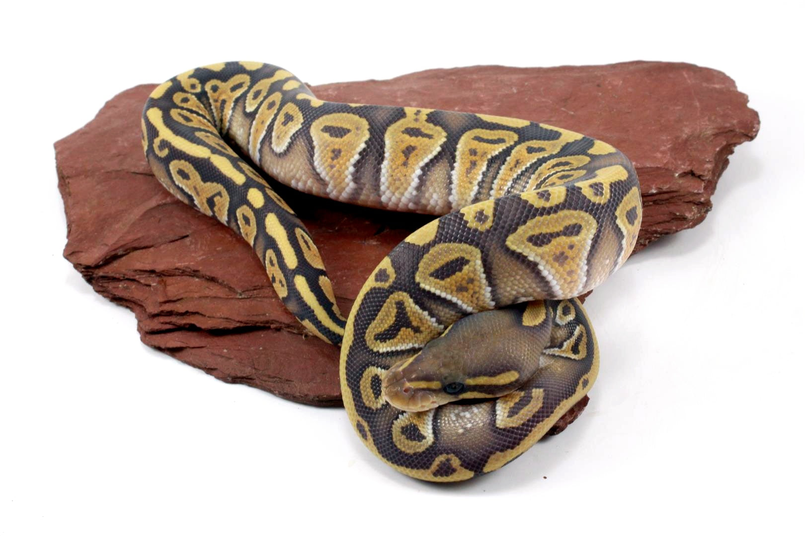 Hypo Phantom Ball Python All Reptiles