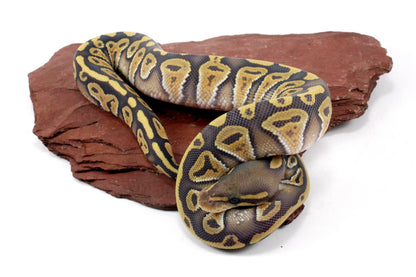 Hypo Phantom Ball Python All Reptiles