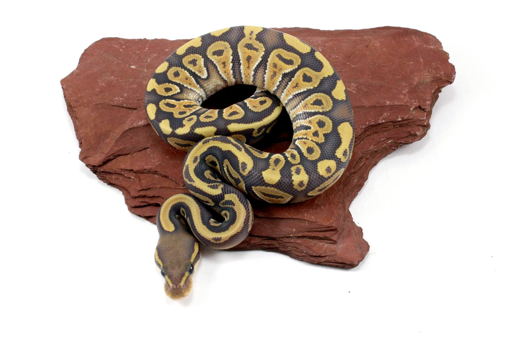Hypo Phantom Ball Python All Reptiles