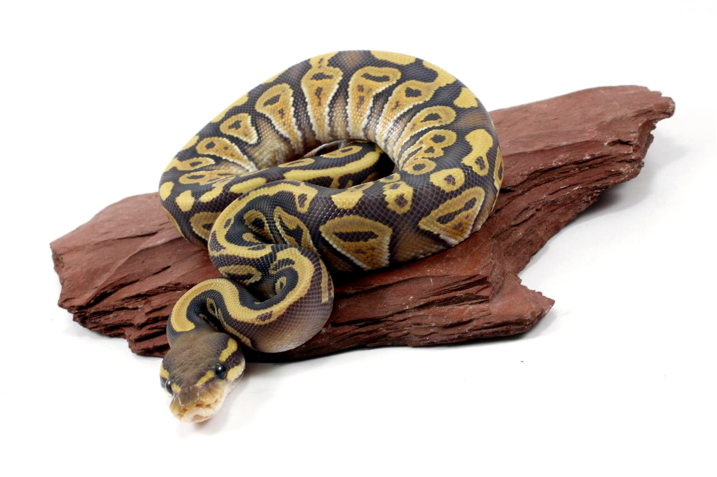 Hypo Phantom Ball Python All Reptiles
