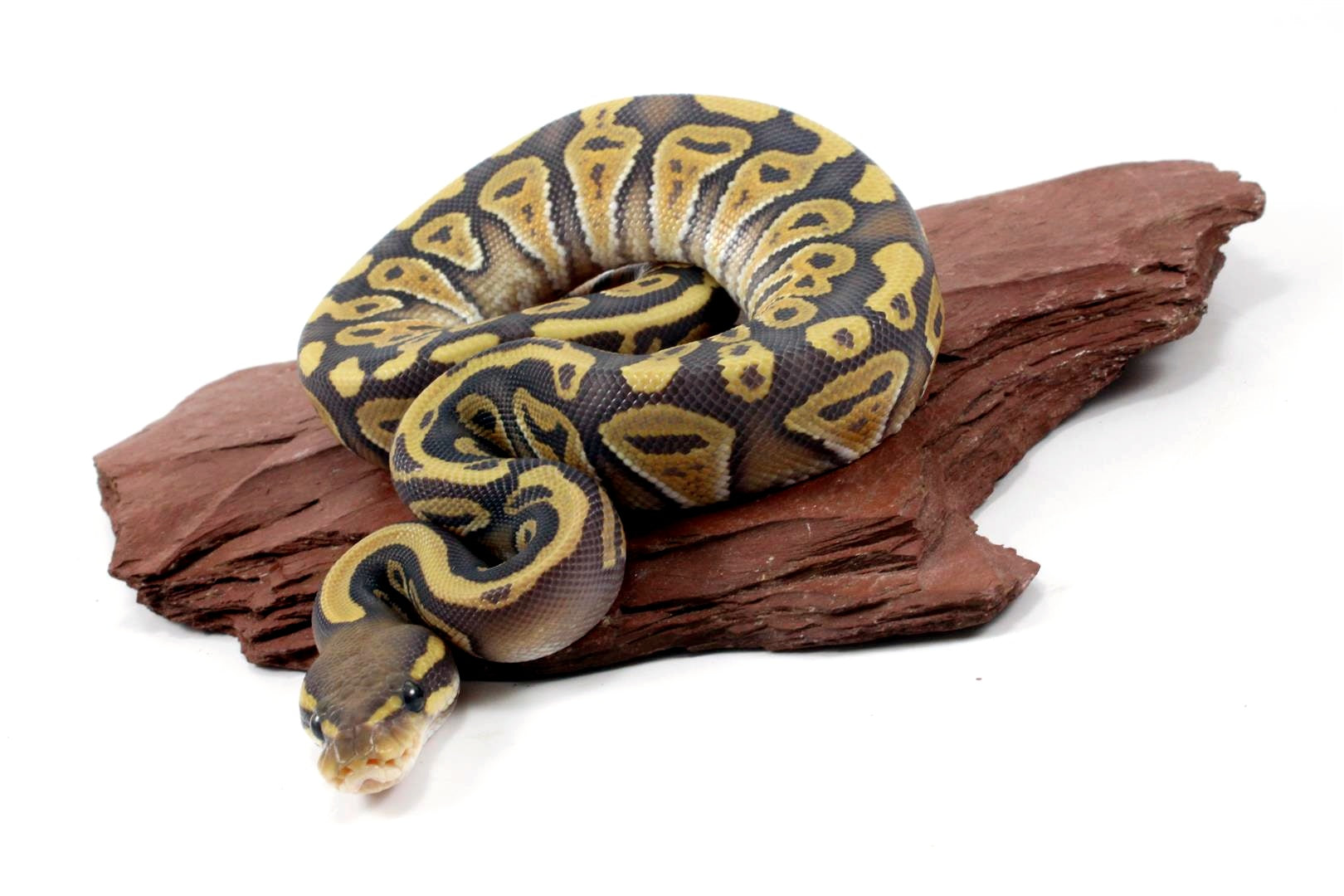 Hypo Phantom Ball Python All Reptiles