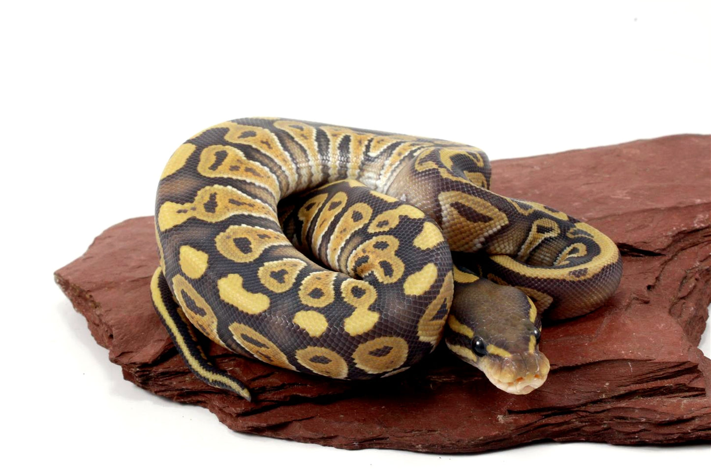 Hypo Phantom Ball Python All Reptiles