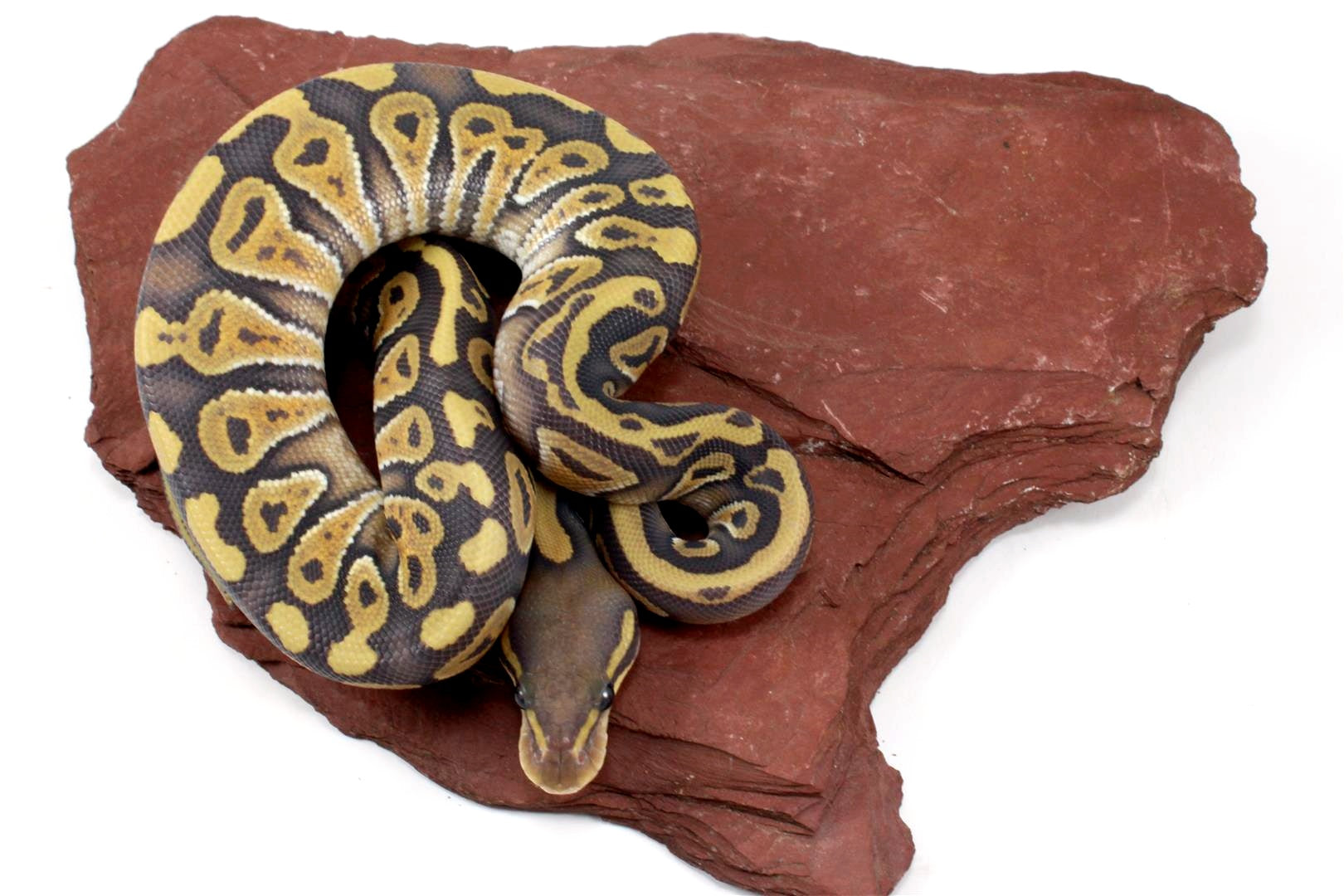 Hypo Phantom Ball Python All Reptiles