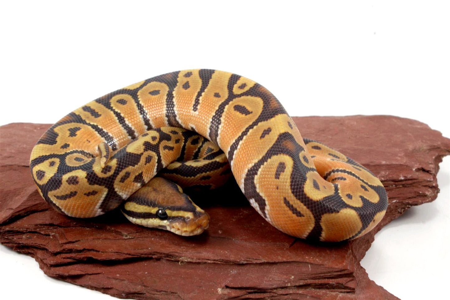 Orange Dream Hypo Ball Python All Reptiles