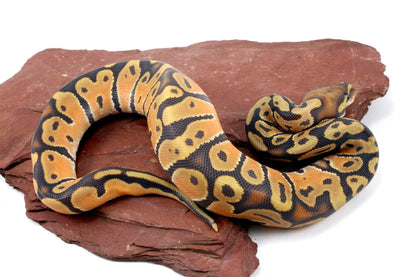 Orange Dream Hypo Ball Python All Reptiles