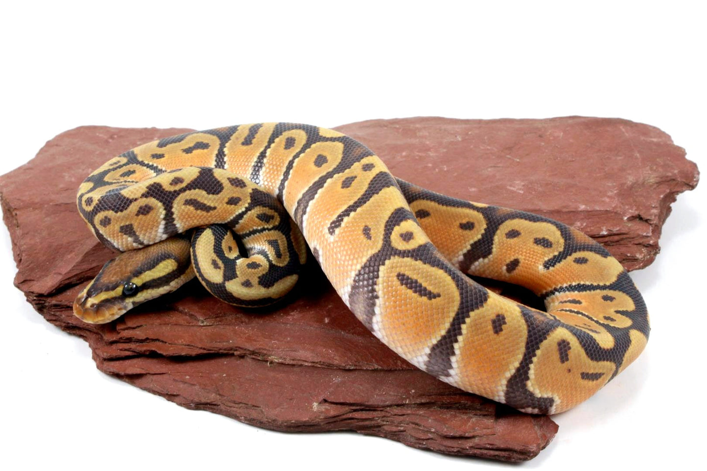 Orange Dream Hypo Ball Python All Reptiles