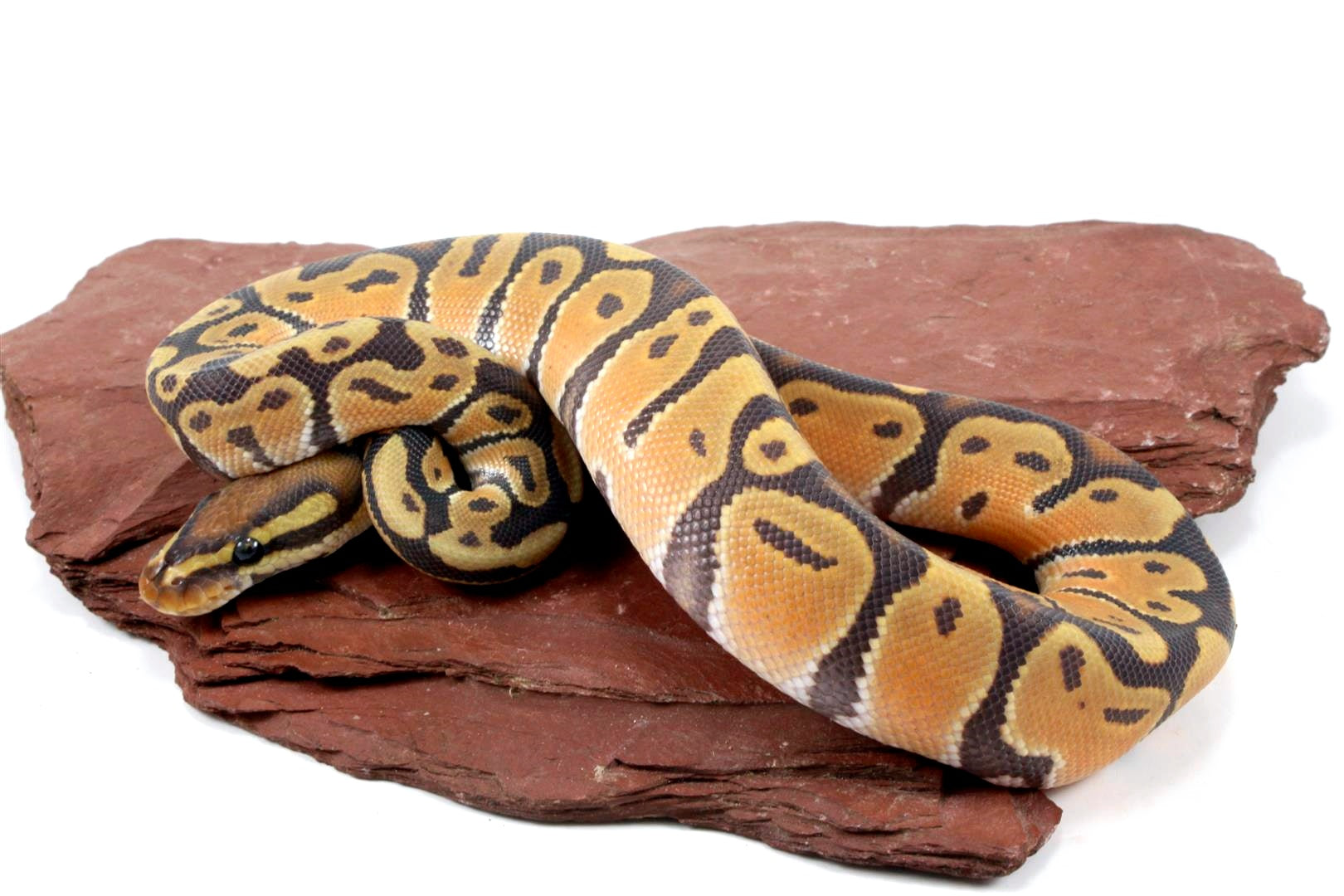 Orange Dream Hypo Ball Python All Reptiles
