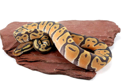 Orange Dream Hypo Ball Python All Reptiles