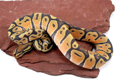 Orange Dream Hypo Ball Python All Reptiles