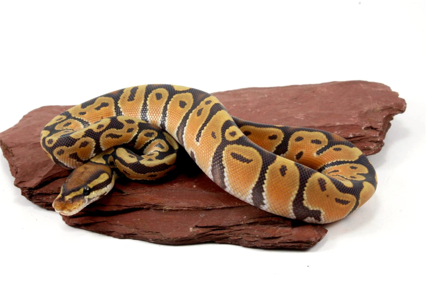 Orange Dream Hypo Ball Python All Reptiles