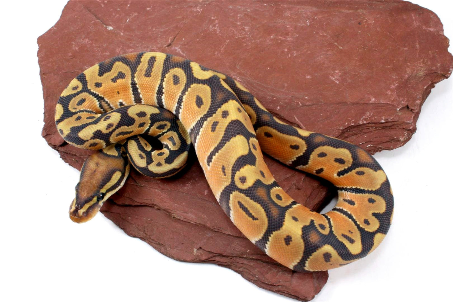 Orange Dream Hypo Ball Python All Reptiles