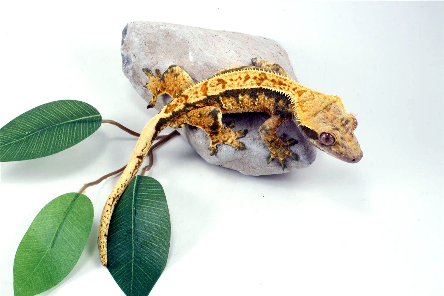 Tri Color Extreme Harlequin Crested Gecko All Reptiles
