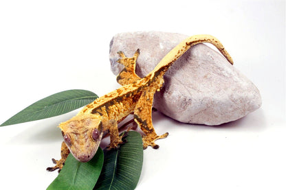 Tri Color Extreme Harlequin Crested Gecko All Reptiles
