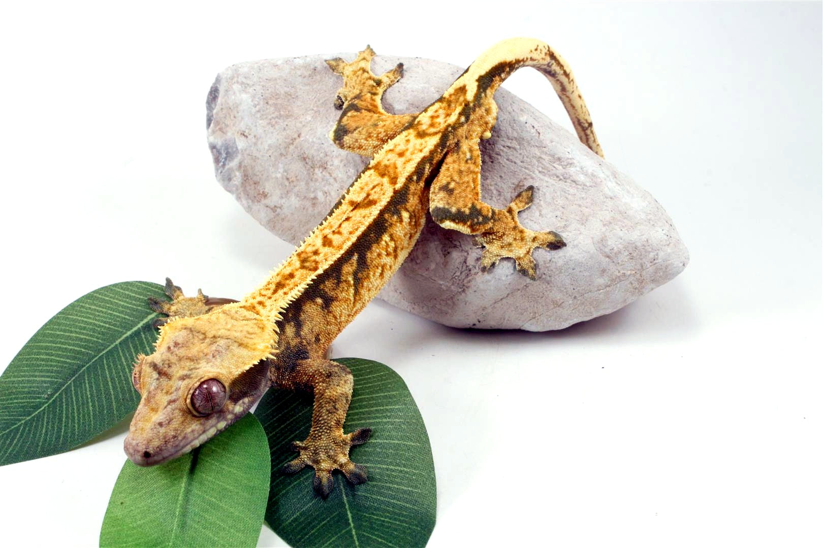 Tri Color Extreme Harlequin Crested Gecko All Reptiles