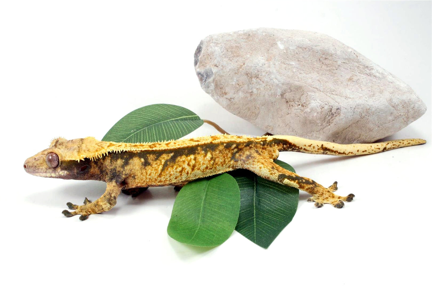 Tri Color Extreme Harlequin Crested Gecko All Reptiles