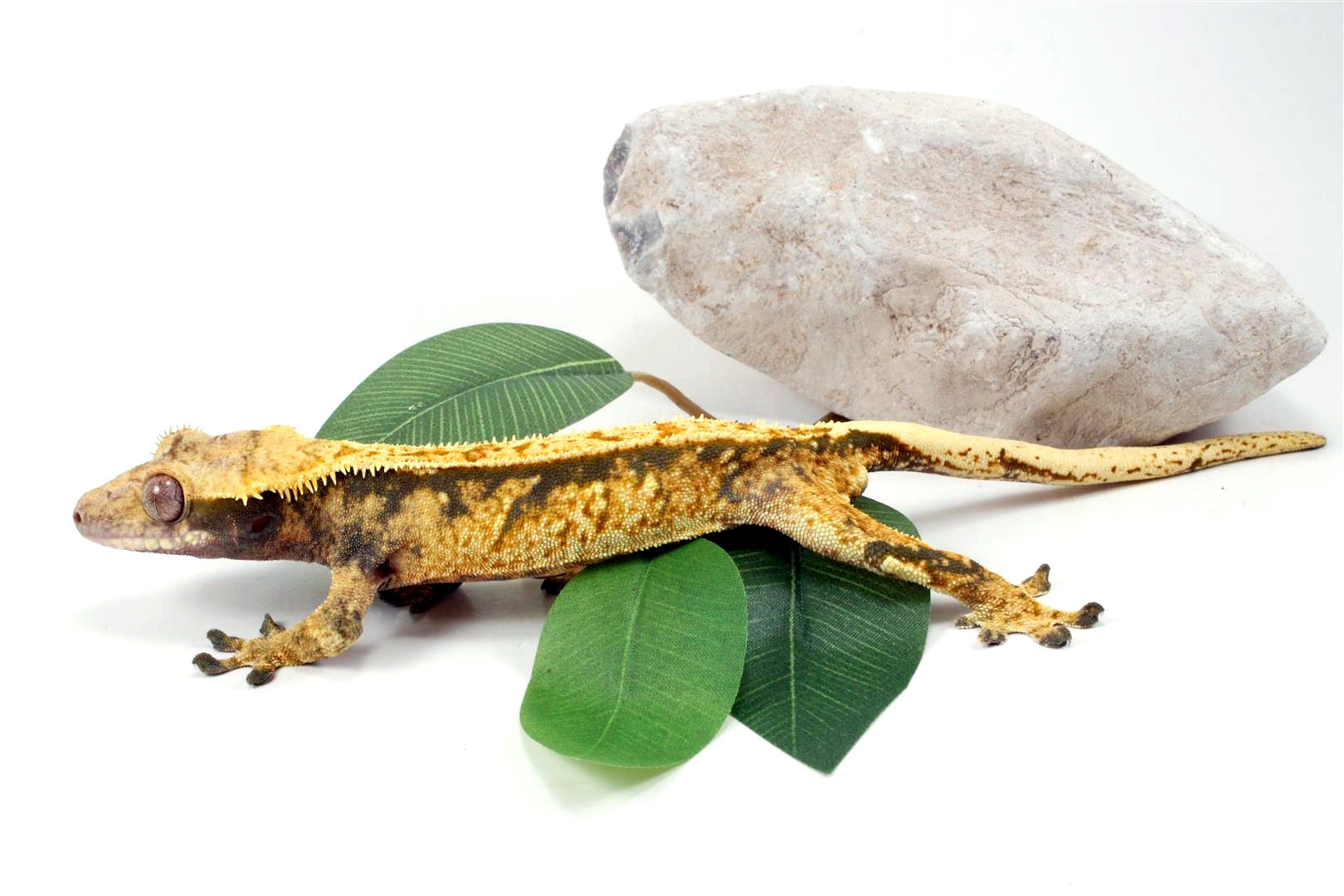 Extreme Harlequin Tricolor Crested Gecko All Reptiles