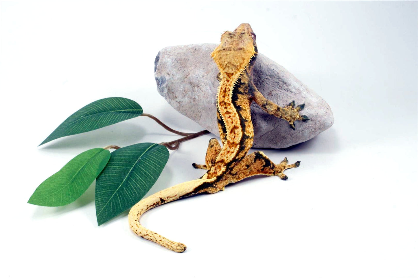 Tri Color Extreme Harlequin Crested Gecko All Reptiles