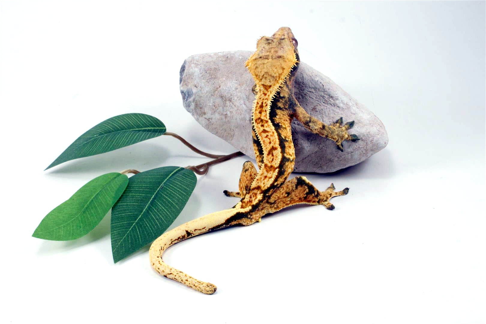 Extreme Harlequin Tricolor Crested Gecko All Reptiles
