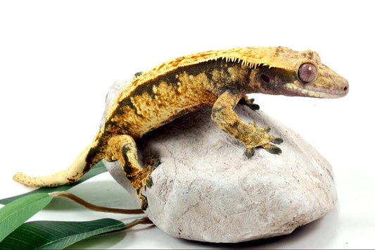 Tri Color Extreme Harlequin Crested Gecko All Reptiles