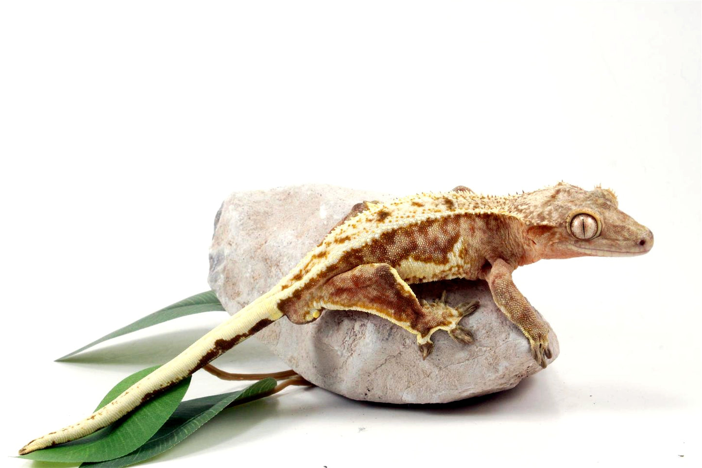 Creamsicle Lilly White Crested Gecko All Reptiles