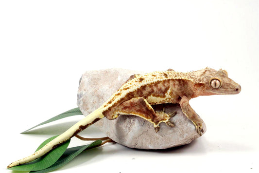 Creamsicle Lilly White Crested Gecko All Reptiles