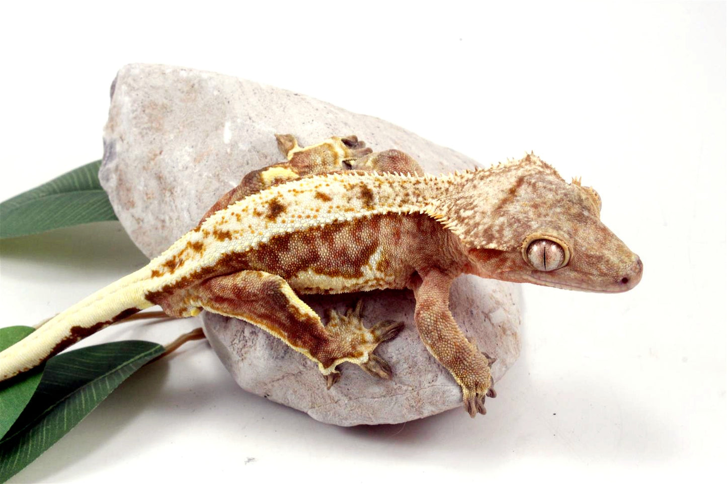 Creamsicle Lilly White Crested Gecko All Reptiles