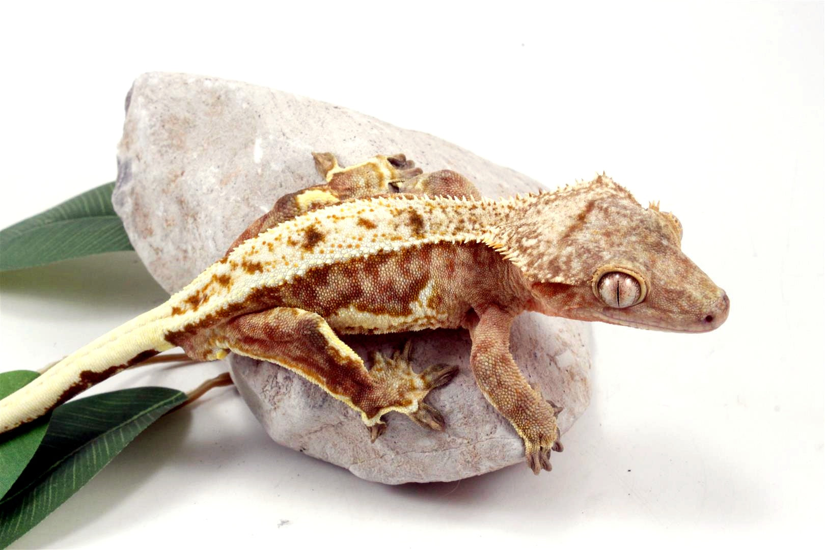 Creamsicle Lilly White Crested Gecko All Reptiles
