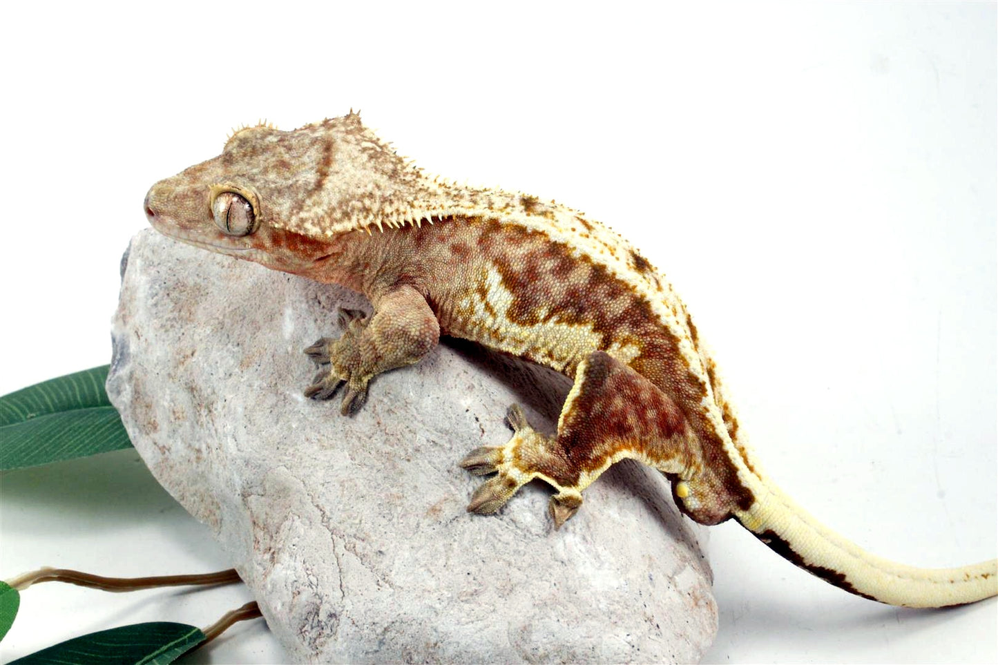 Creamsicle Lilly White Crested Gecko All Reptiles