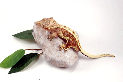 Creamsicle Lilly White Crested Gecko All Reptiles