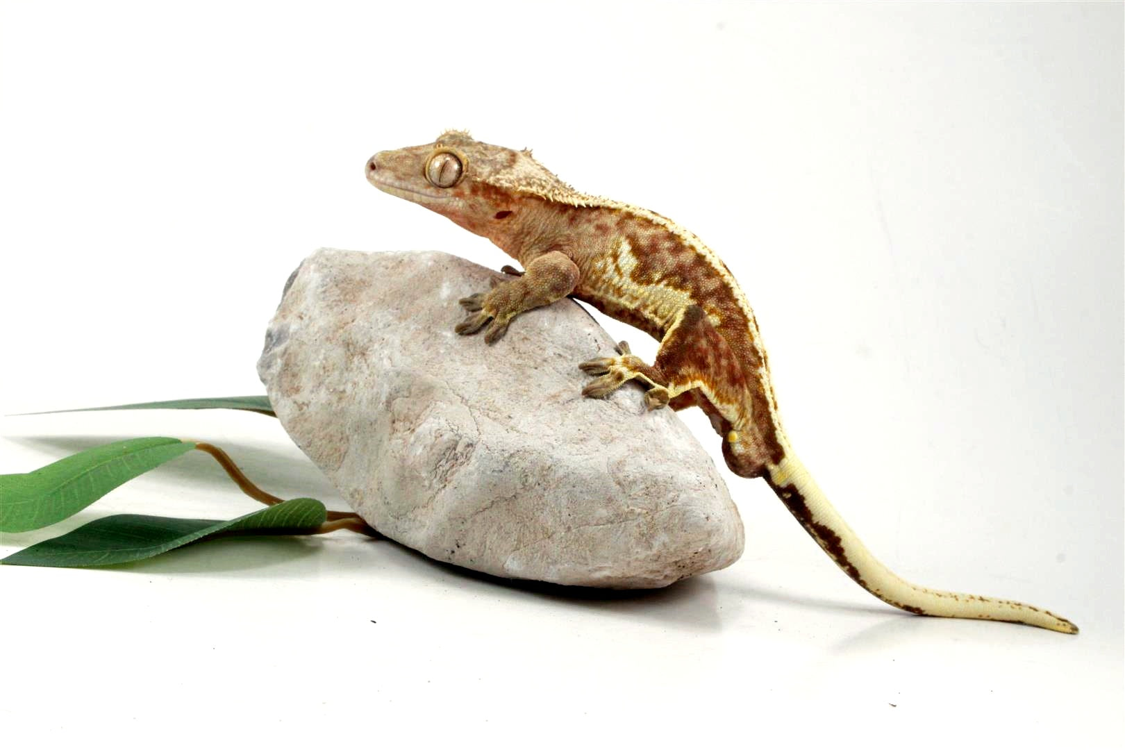 Creamsicle Lilly White Crested Gecko All Reptiles
