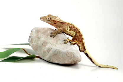 Creamsicle Lilly White Crested Gecko All Reptiles