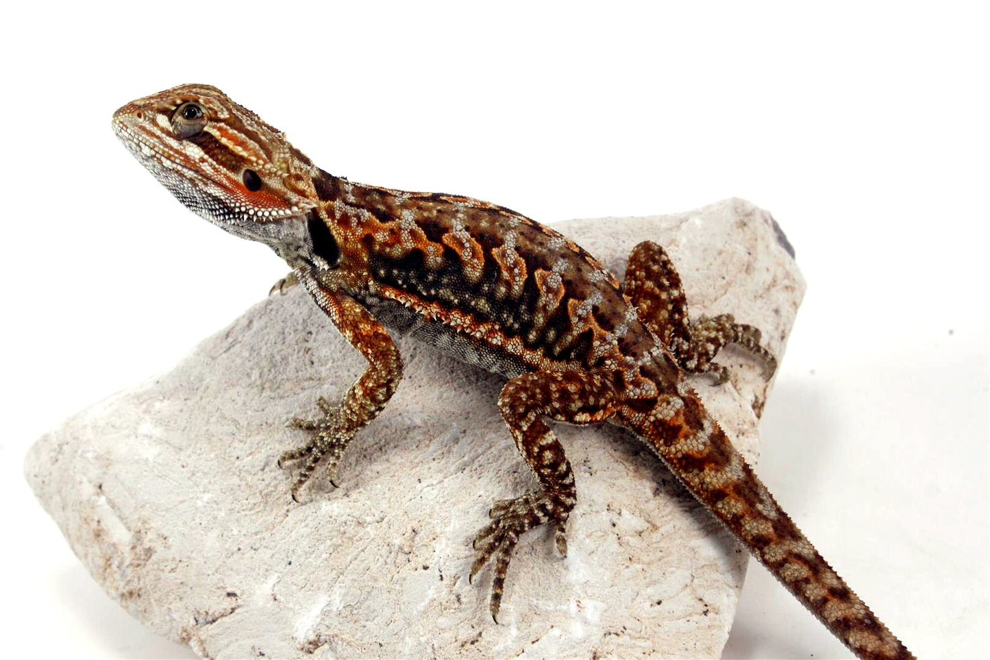 Leatherback Dunner Bearded Dragon All Reptiles