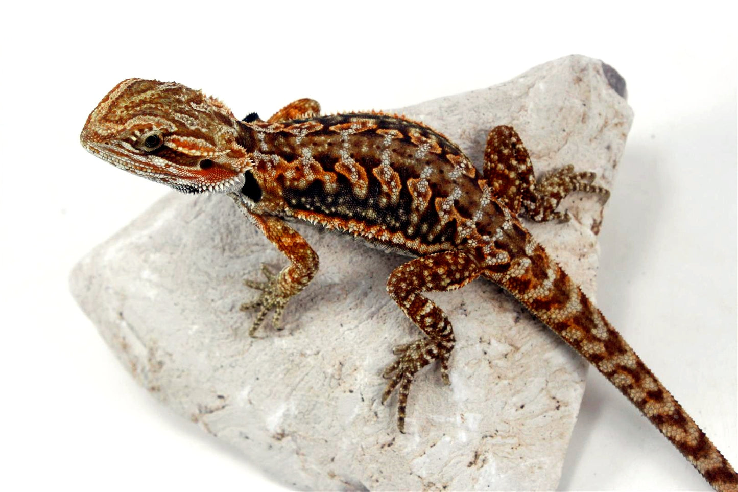 Leatherback Dunner Bearded Dragon All Reptiles